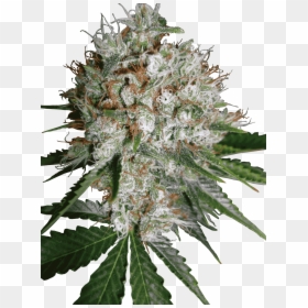 Big Bud Xxl, HD Png Download - cannabis plant png
