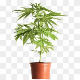 Houseplant, HD Png Download - cannabis plant png