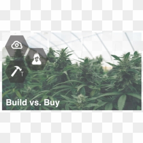 Plantation, HD Png Download - cannabis plant png