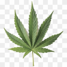 Hemp Leaf, HD Png Download - cannabis plant png