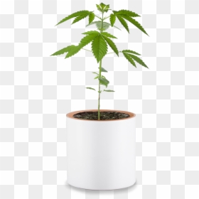 大麻 盆栽, HD Png Download - cannabis plant png