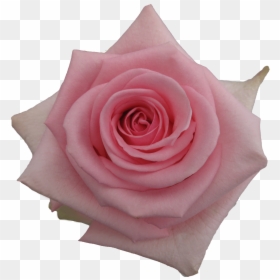 Garden Roses, HD Png Download - pink candy png