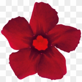 Desert Rose, HD Png Download - burgundy flower png