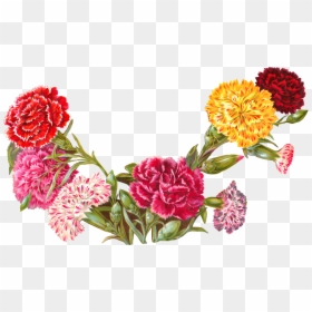 Carnation Flower Carnation Border, HD Png Download - burgundy flower png