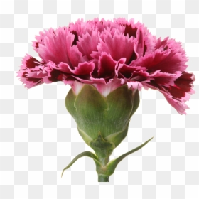 Carnation, HD Png Download - burgundy flower png