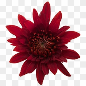 Pompom Rock Red Cushion, HD Png Download - burgundy flower png