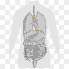 Lungs And Stomach Drawing, HD Png Download - esophagus png