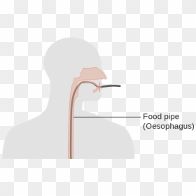 Illustration, HD Png Download - esophagus png