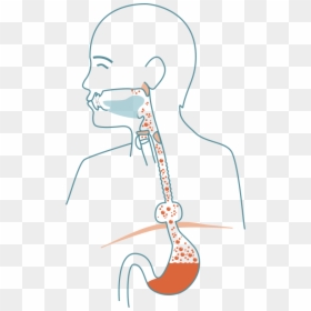 Illustration, HD Png Download - esophagus png