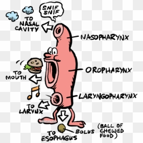 Cartoon, HD Png Download - esophagus png
