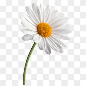Daisy Png Transparent, Png Download - daisy png