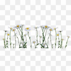 Daisy Png, Transparent Png - daisy png