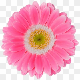 Pink Daisy Flower Png, Transparent Png - daisy png