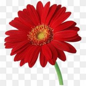 Red Gerbera Daisy Flowers, HD Png Download - daisy png