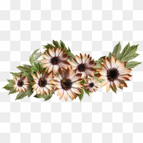 African Daisy, HD Png Download - daisy png