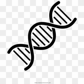 Dna Line Drawing, HD Png Download - dna png