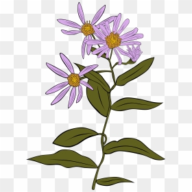 Year 3 Plants Assessment, HD Png Download - daisy png