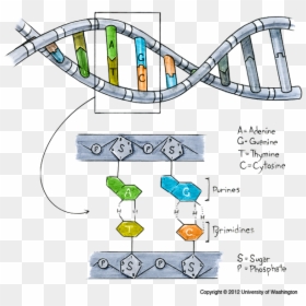 Dna Made, HD Png Download - dna png
