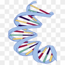 Dna Structure Of Banana, HD Png Download - dna png