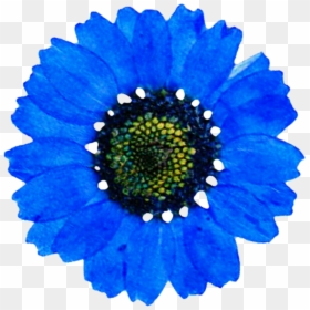 Blue Daisy Png, Transparent Png - daisy png