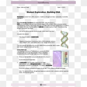 Student Exploration Building Dna Answers, HD Png Download - dna png