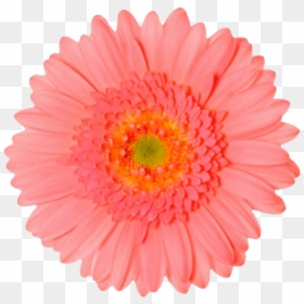 Transparent Flowers Animated Gif, HD Png Download - daisy png