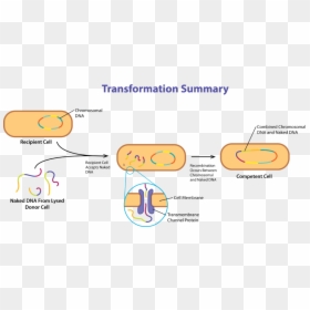 Sitl 2014, HD Png Download - dna png