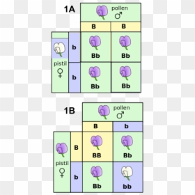 Punnett Square, HD Png Download - dna png