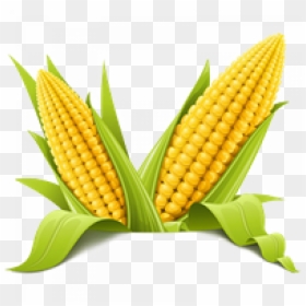 Corn Png, Transparent Png - corn png