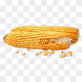 Corn Kernels, HD Png Download - corn png
