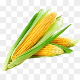 Sweet Corn, HD Png Download - corn png