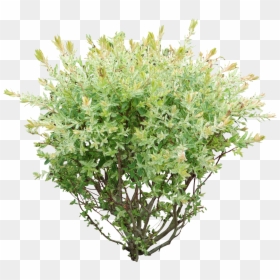 Willow Shrub Png, Transparent Png - shrub png