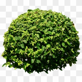 Bushes Png, Transparent Png - shrub png