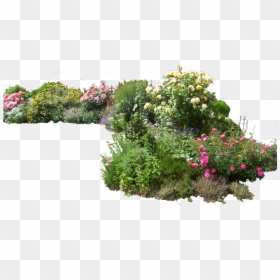 Shrub Png, Transparent Png - shrub png