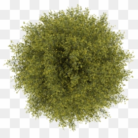 Top View Tree Photoshop, HD Png Download - shrub png