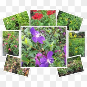 Viola, HD Png Download - shrub png