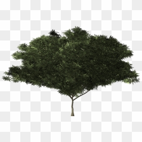 Imagenes Arbusto En Png, Transparent Png - shrub png