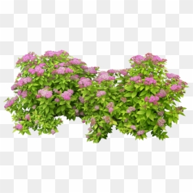 Transparent Background Flower Bush Png, Png Download - shrub png