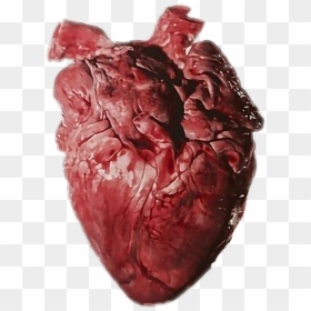 Heart Organ, HD Png Download - corazon png