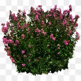 Shrub, HD Png Download - shrub png