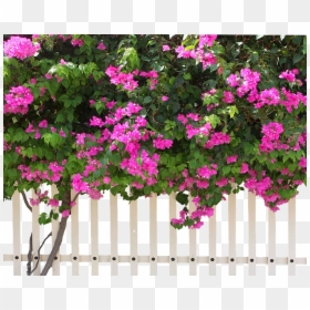 Verbena, HD Png Download - shrub png