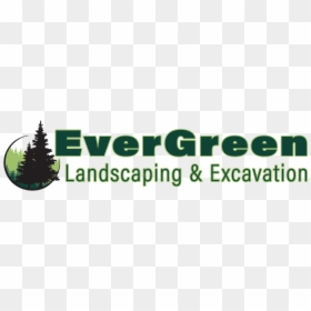 Evergreen Tree, HD Png Download - shrub png