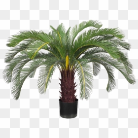 Attalea Speciosa, HD Png Download - shrub png