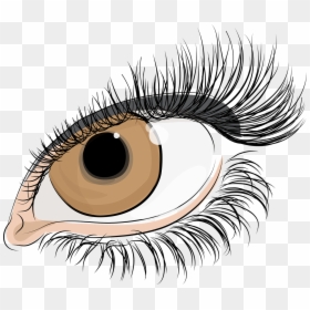 Transparent Background Lashes Clipart, HD Png Download - eyelashes png