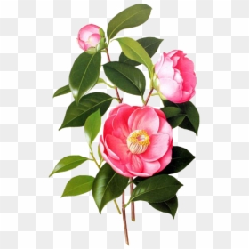 Blossom Jeju 2 Step Petal Mask, HD Png Download - spring png