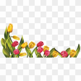 Tulips Png, Transparent Png - spring png