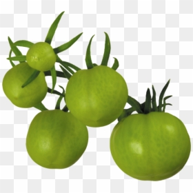 Green Tomatoes Transparent Background, HD Png Download - tomato png