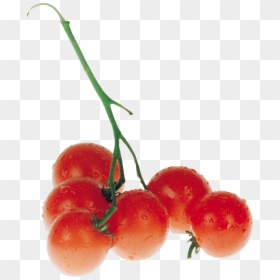 Tomato, HD Png Download - tomato png