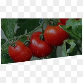 Tomates, HD Png Download - tomato png