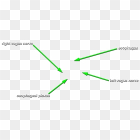Diagram, HD Png Download - esophagus png